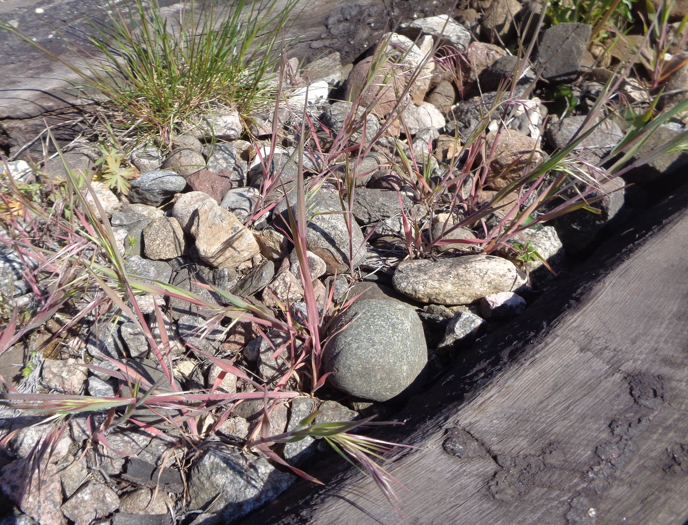 Image of Anisantha tectorum specimen.