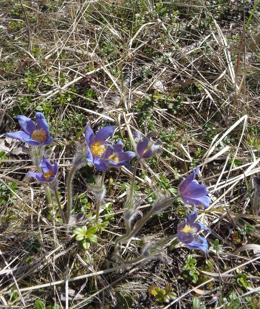 Изображение особи Pulsatilla patens.