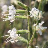 Silene dichotoma