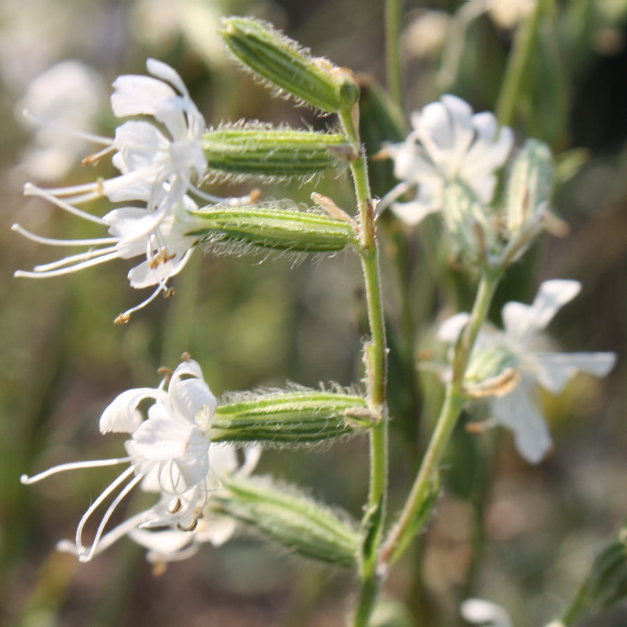 Изображение особи Silene dichotoma.