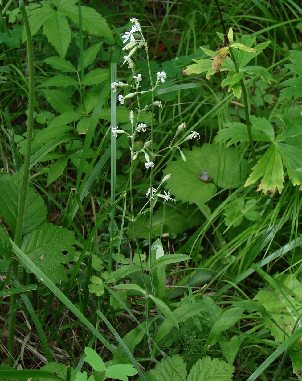 Image of Silene nutans specimen.