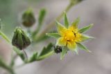 Potentilla recta