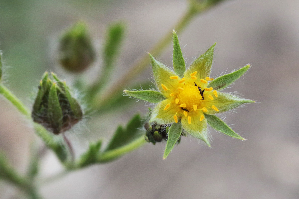 Изображение особи Potentilla recta.