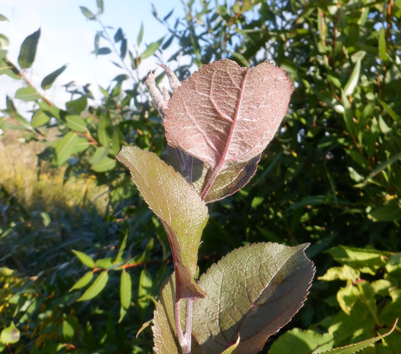 Изображение особи Malus × purpurea.