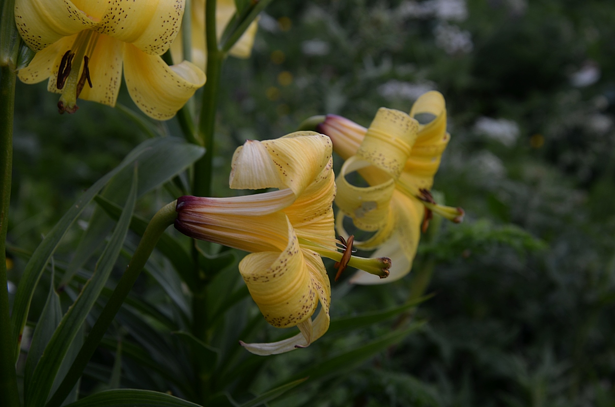 Image of Lilium kesselringianum specimen.