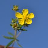 род Potentilla