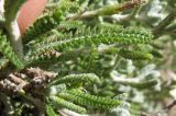 Achillea cretica