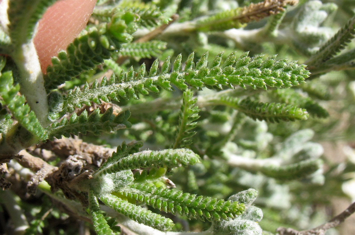 Изображение особи Achillea cretica.