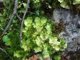 Nephroma arcticum. Слоевища (в сообществе с Dicranum?). Магаданская обл., г. Магадан, побережье бухты Нагаева, окр. мкр-на Марчекан, низовье руч. Холодный, мохово-каменистая почва. 10.08.2019.