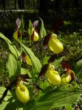 Cypripedium calceolus