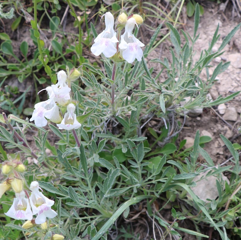 Image of Salvia pachystachya specimen.