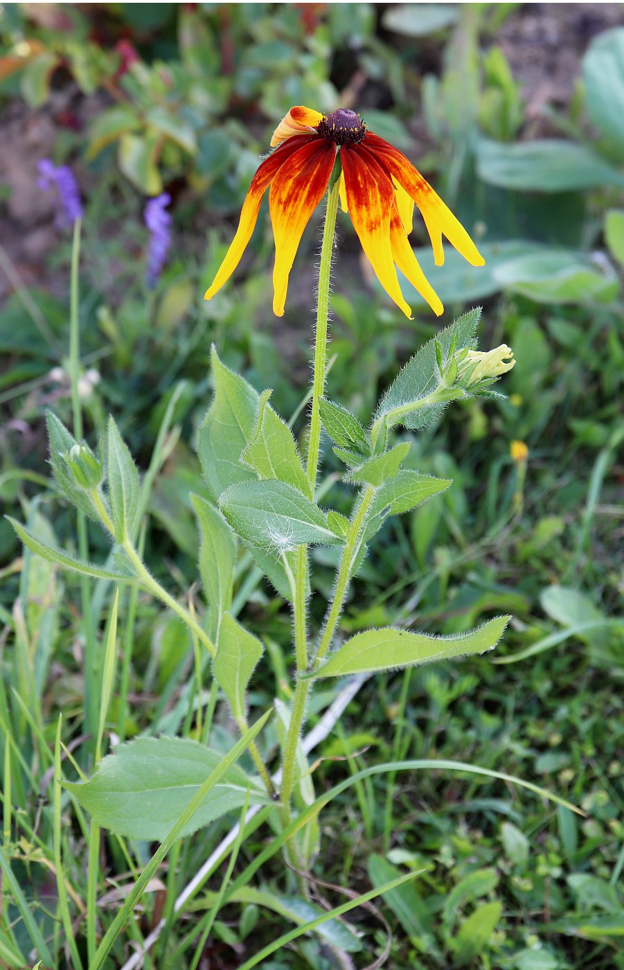 Изображение особи Rudbeckia hirta.