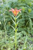 Lilium pensylvanicum