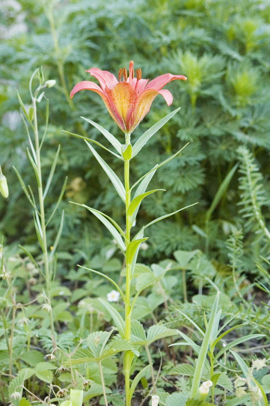 Изображение особи Lilium pensylvanicum.