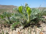 Astragalus xipholobus