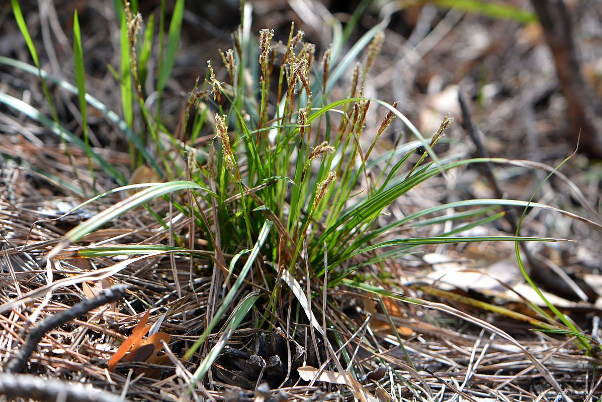 Image of Carex digitata specimen.