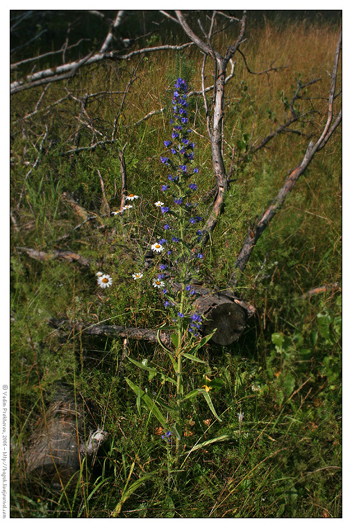 Изображение особи Echium vulgare.