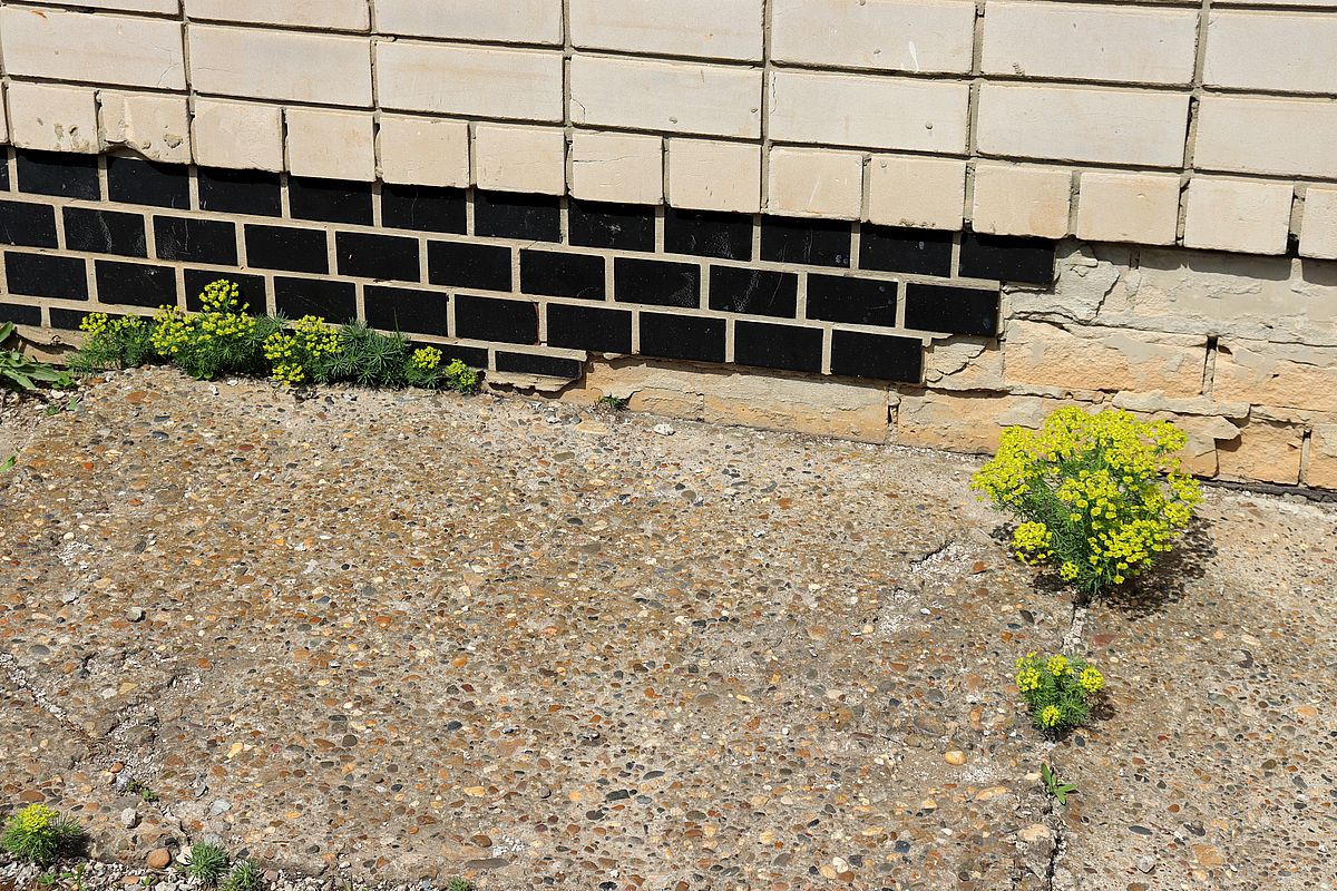 Image of Euphorbia cyparissias specimen.