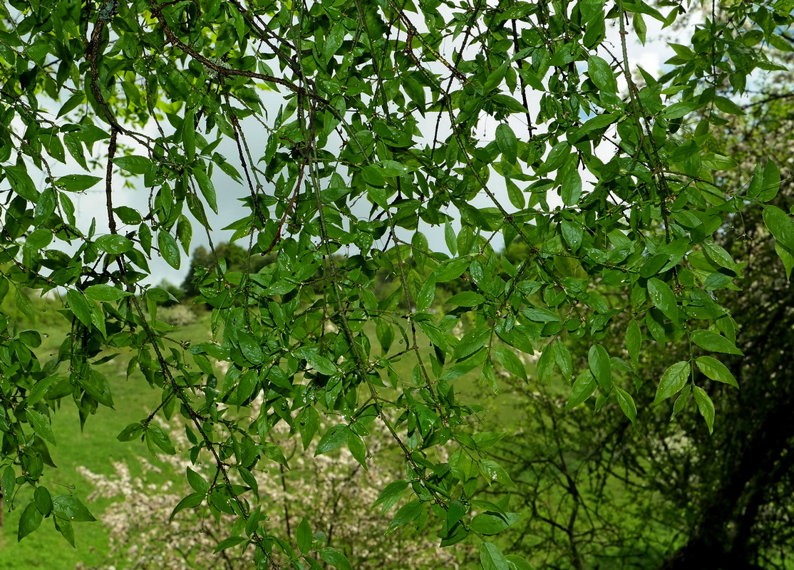 Image of Euonymus verrucosus specimen.