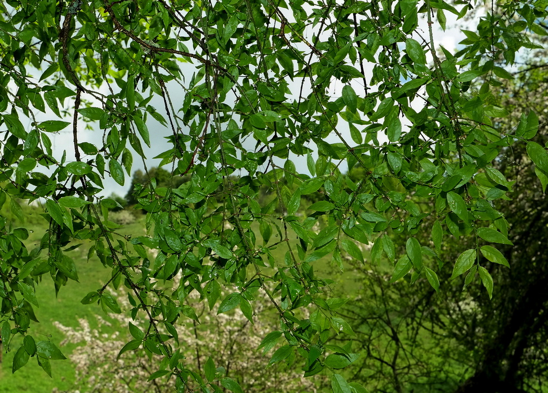 Image of Euonymus verrucosus specimen.