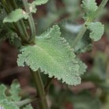 Salvia judaica