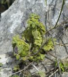 Coleus australis