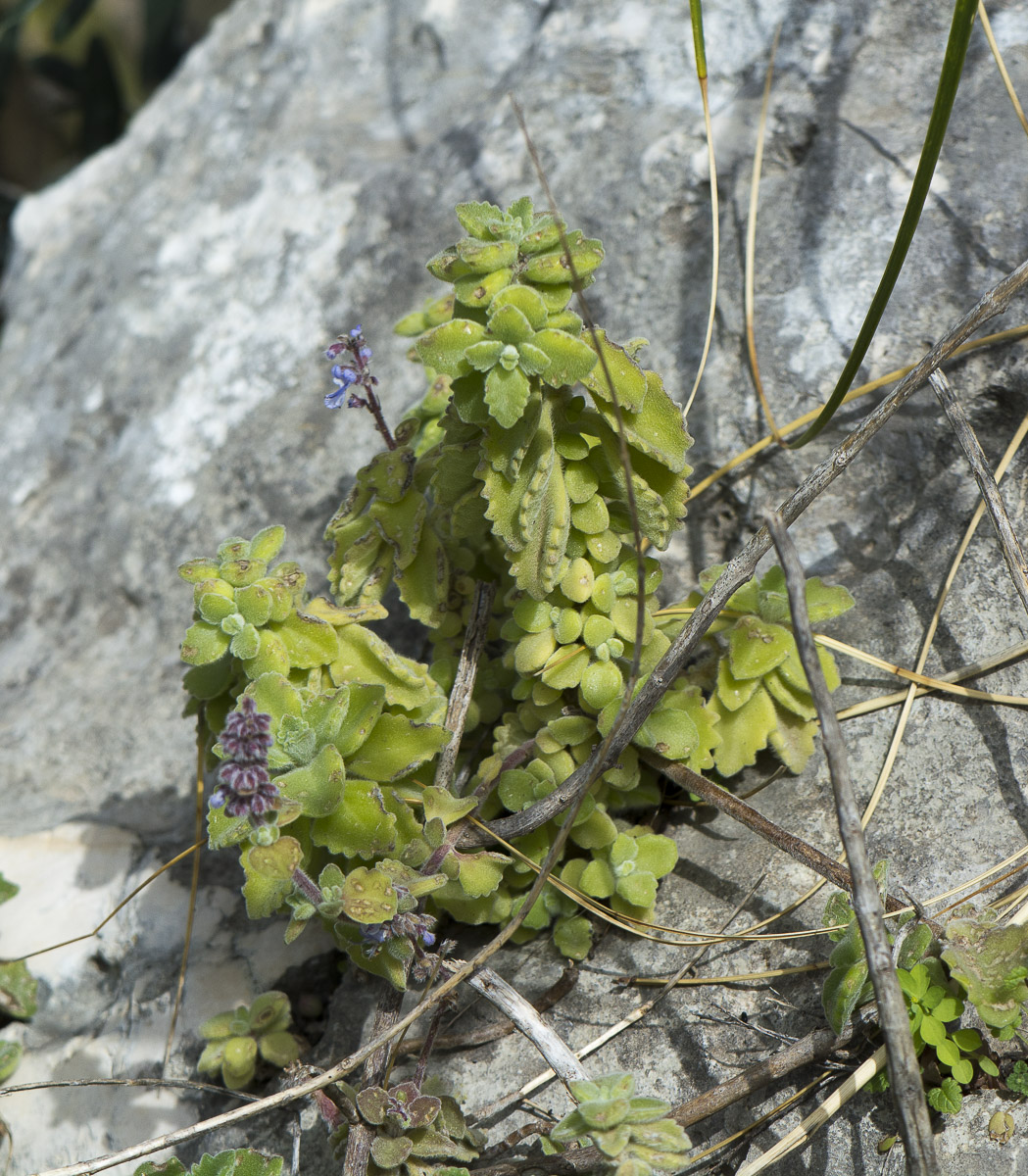 Изображение особи Coleus australis.