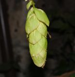 Gmelina philippensis