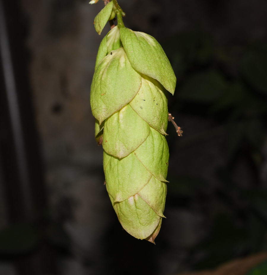 Изображение особи Gmelina philippensis.