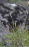 Dianthus cretaceus