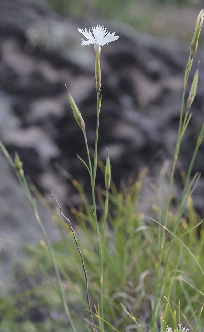 Изображение особи Dianthus cretaceus.