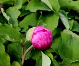 Paeonia daurica