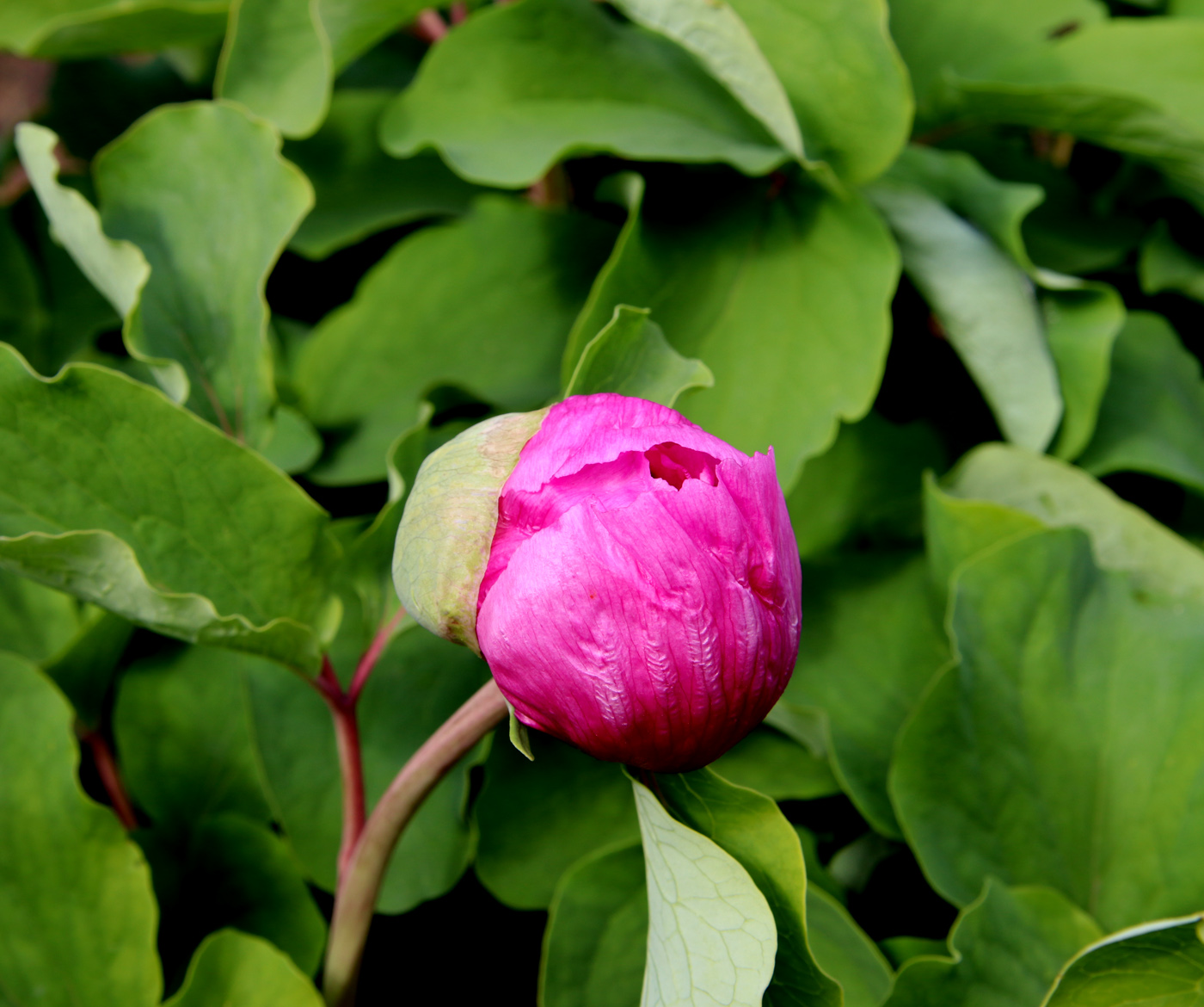 Image of Paeonia daurica specimen.