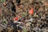 Rosa nanothamnus