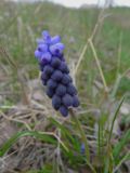 Muscari neglectum