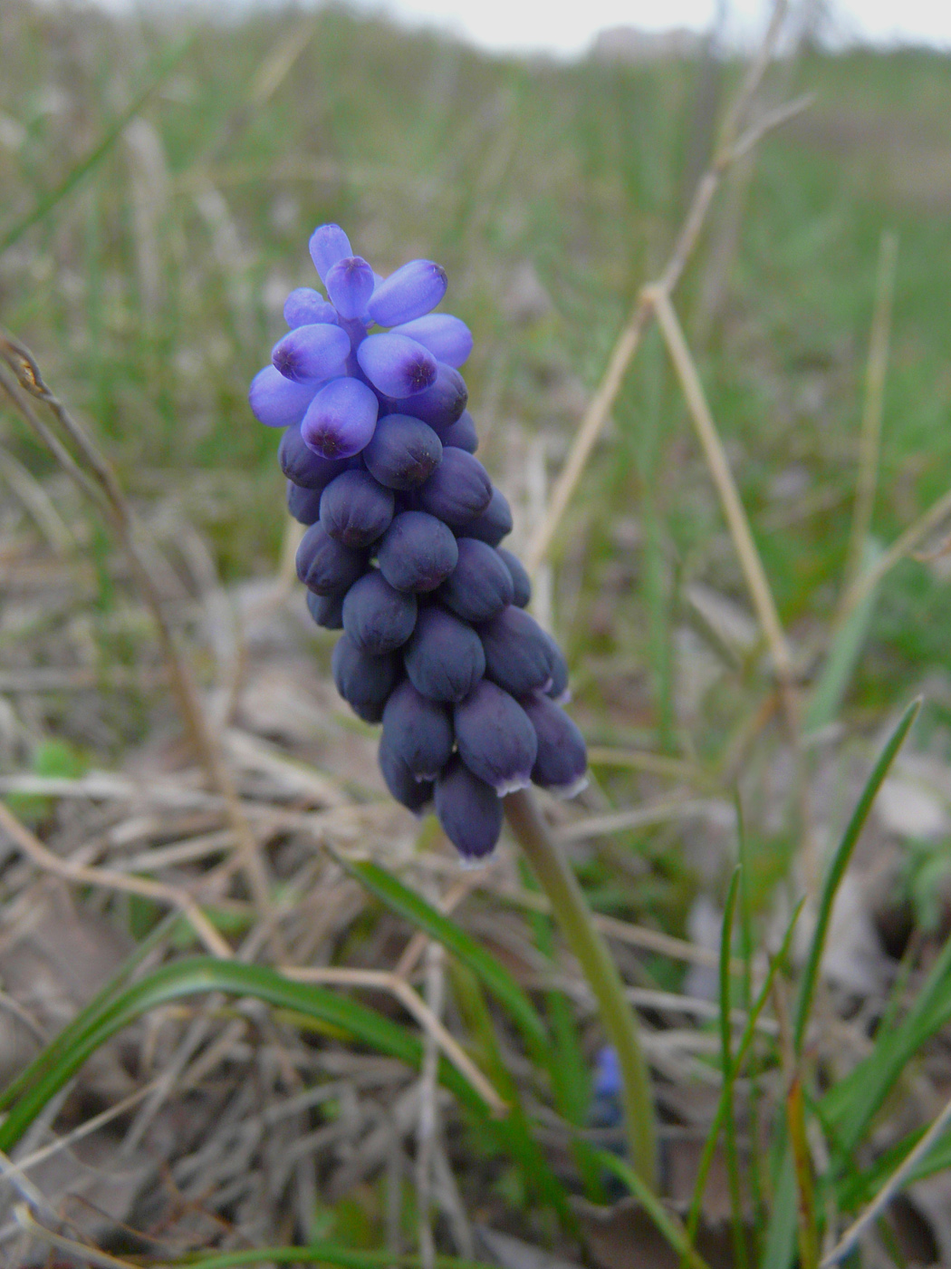 Изображение особи Muscari neglectum.