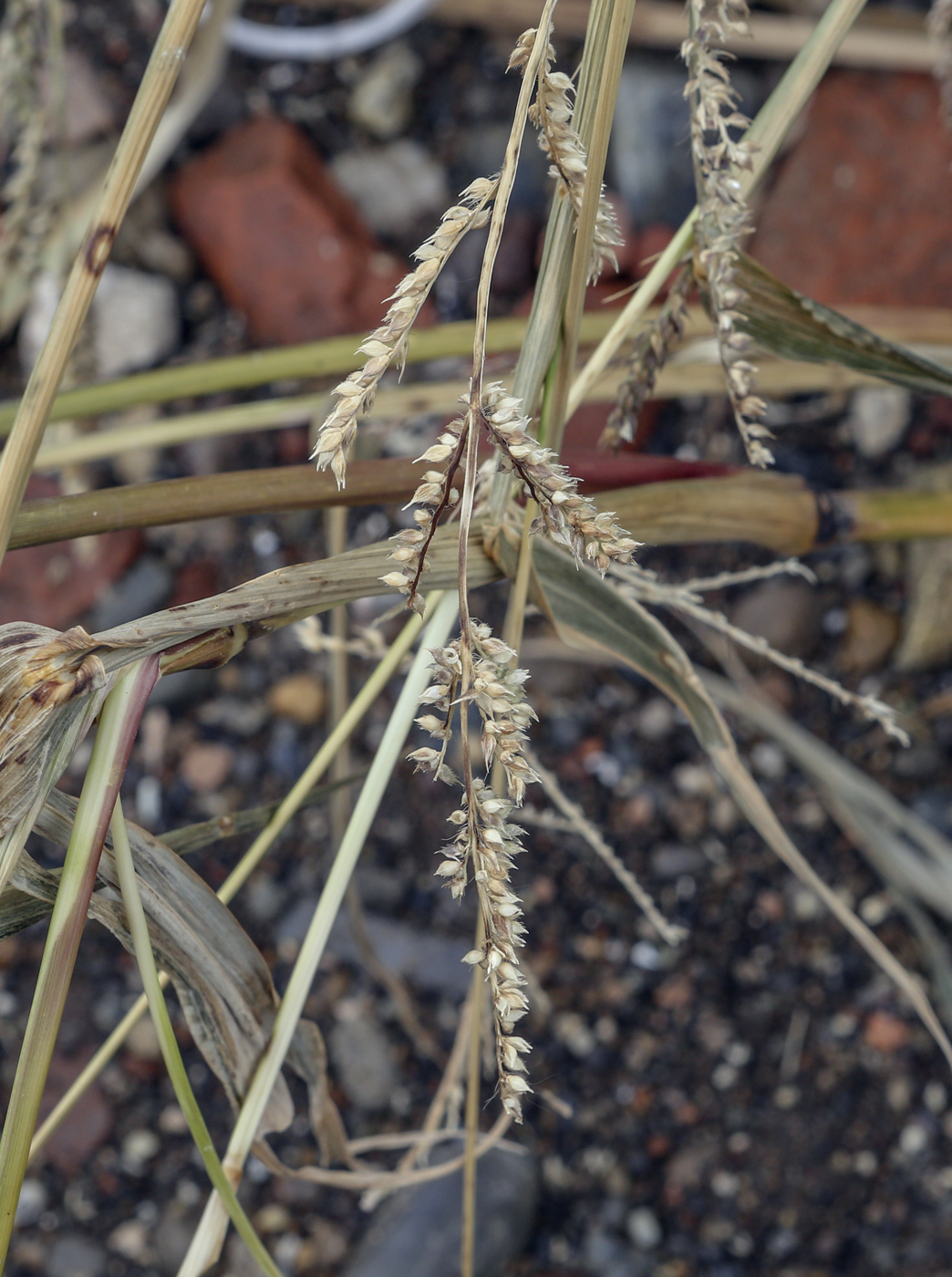 Image of Echinochloa crus-galli specimen.