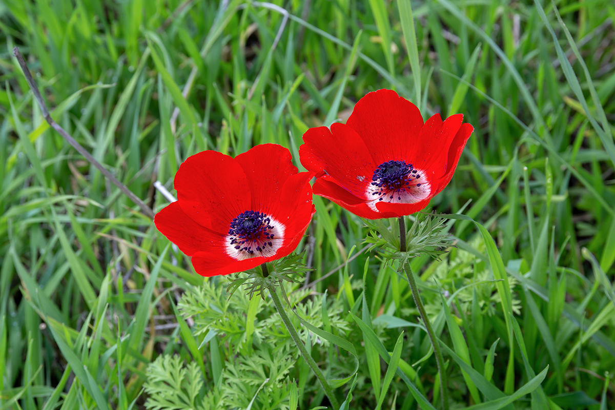 Изображение особи Anemone coronaria.