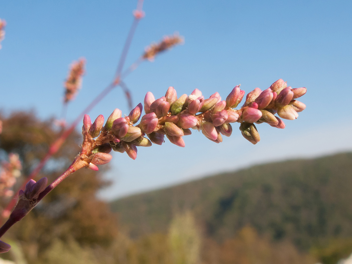 Изображение особи Persicaria maculosa.