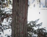 Chamaecyparis lawsoniana