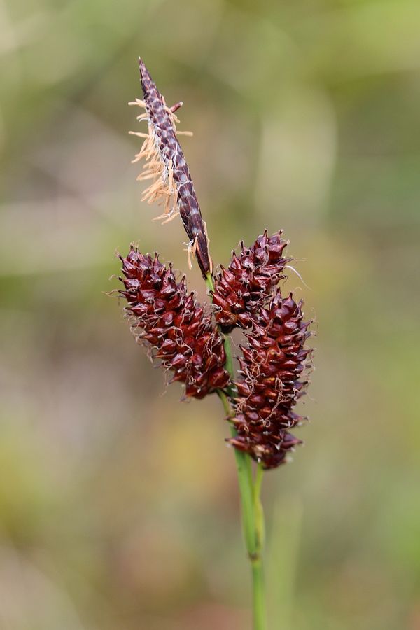 Изображение особи Carex rotundata.