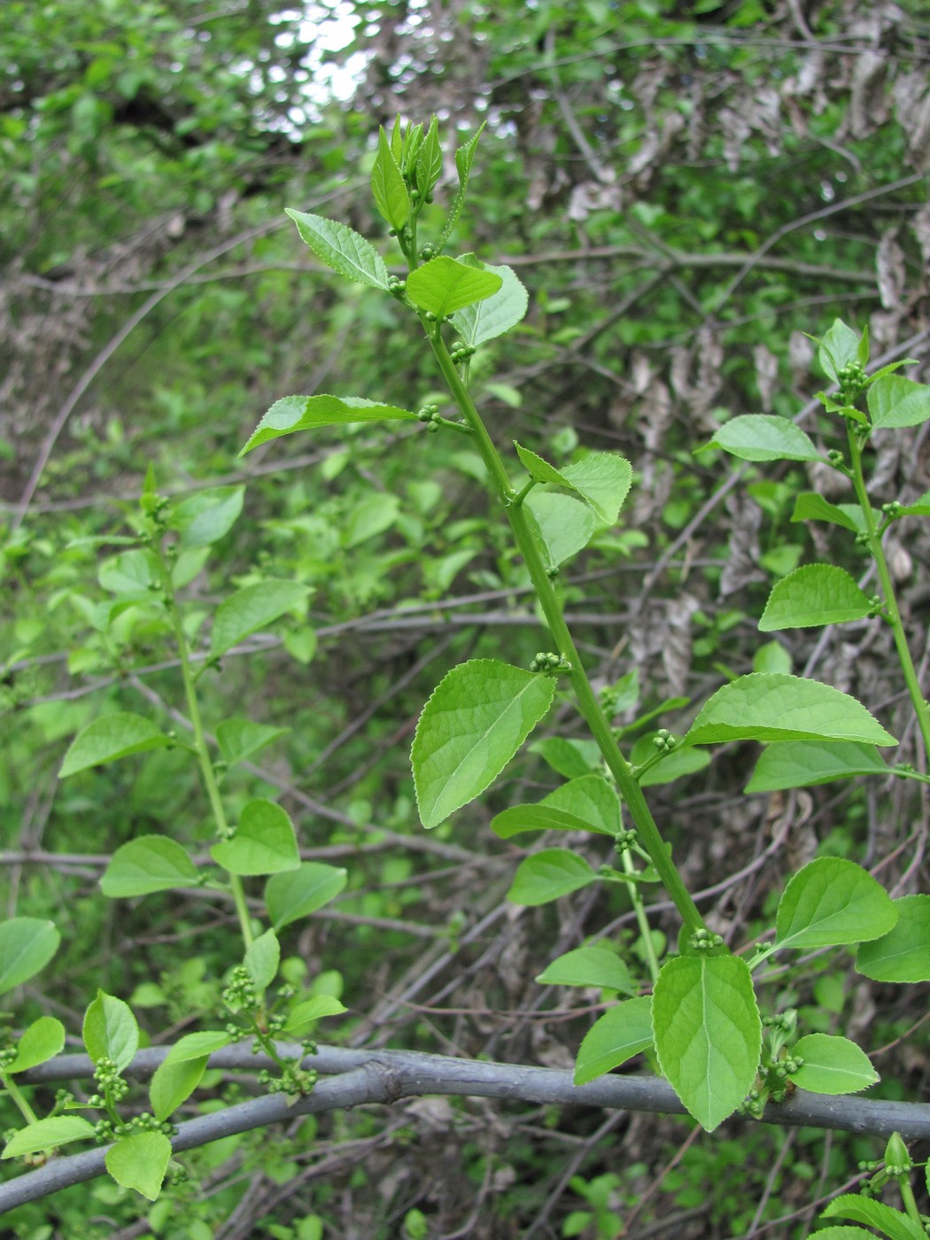 Изображение особи Celastrus orbiculata.