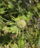 Scabiosa ochroleuca. Соплодие. Республика Алтай, Онгудайский р-н, правый борт долины р. Чуя, окр. водопада Ширлак, травянистый склон. 1 августа 2020 г.