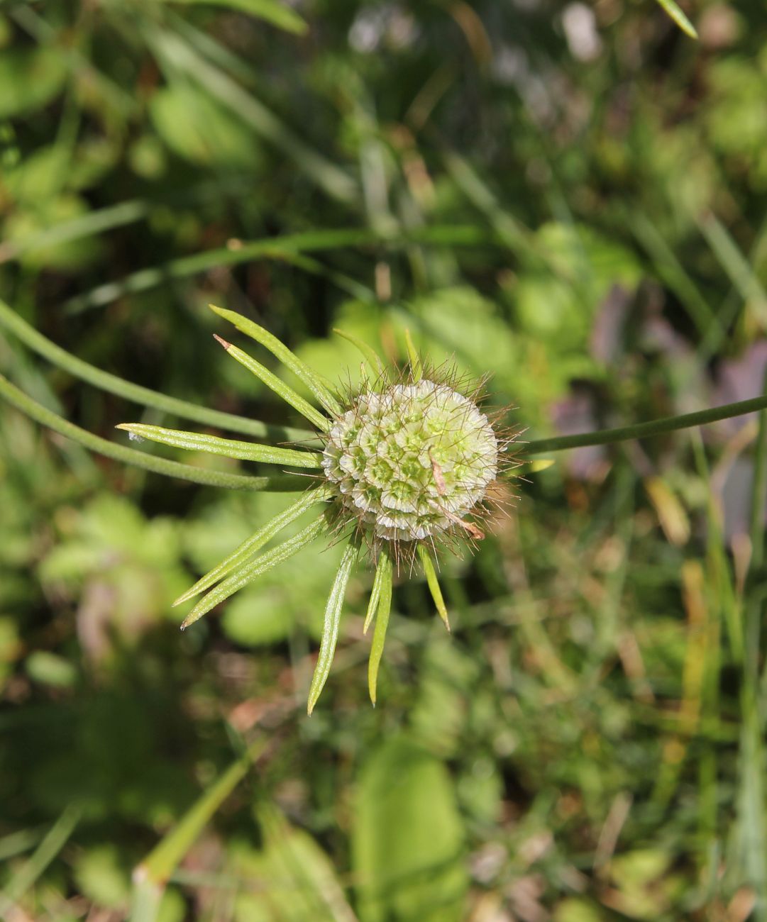 Изображение особи Scabiosa ochroleuca.