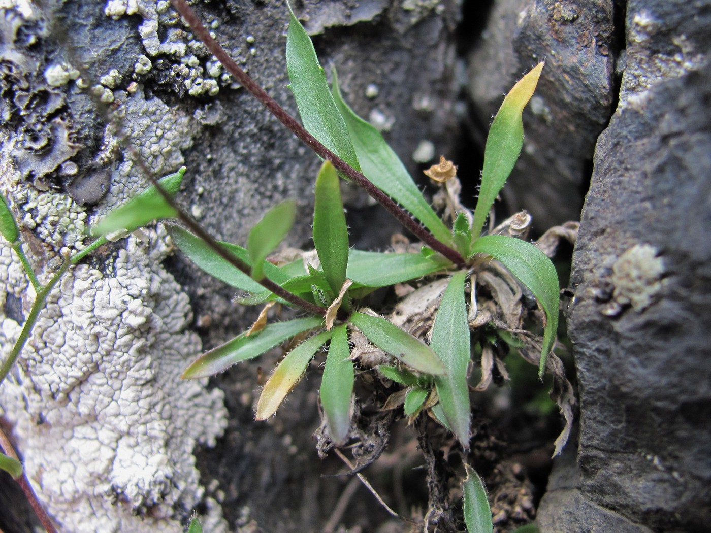 Image of Draba elisabethae specimen.