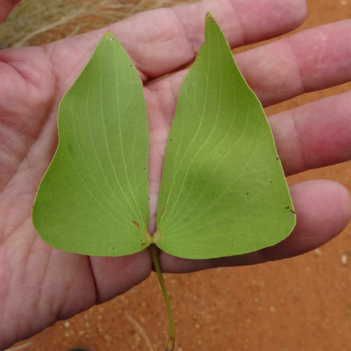 Image of Colophospermum mopane specimen.