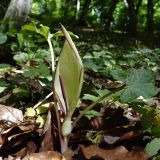 Arum amoenum