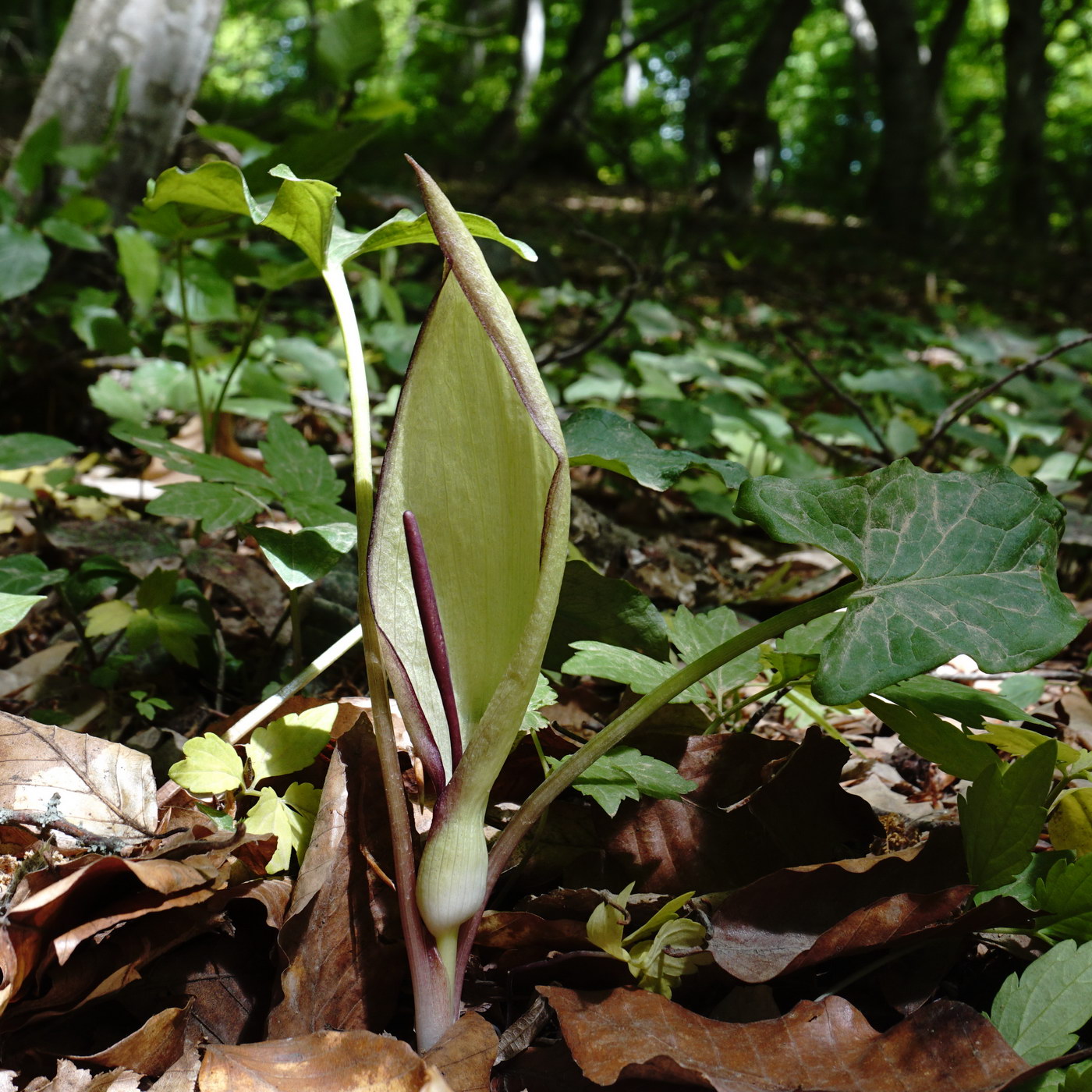 Image of Arum amoenum specimen.