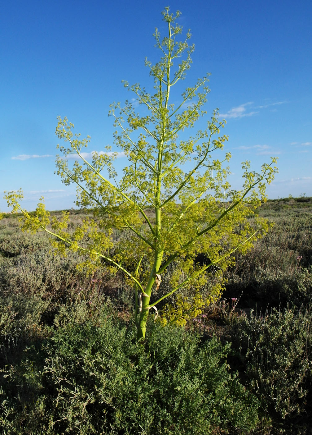 Image of Ferula paniculata specimen.