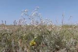 Galium octonarium